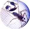 Neriene montana